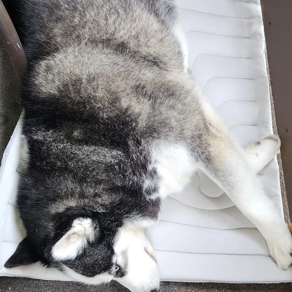 Cooling Mat for Dogs - Image 13