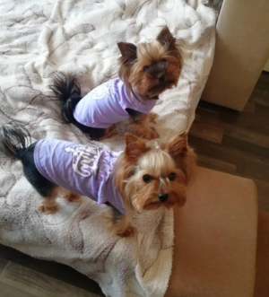 4 Pack Dog Clothes for Small Dogs